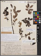 Salix bicolor subsp. basaltica (H. J. Coste) I. V. Belyaeva